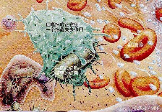 最新结核药,最新结核药，突破传统，引领治疗新时代