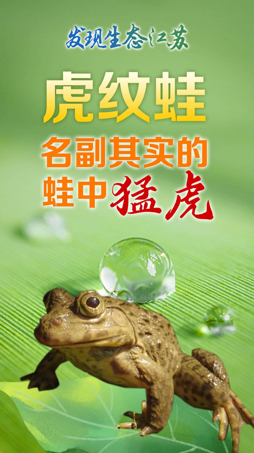 虎纹蛙养殖与保护指南，最新方法及保护任务揭秘