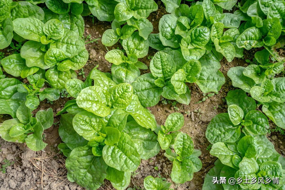 地袋木耳催芽新法，小木耳的种植大乐趣