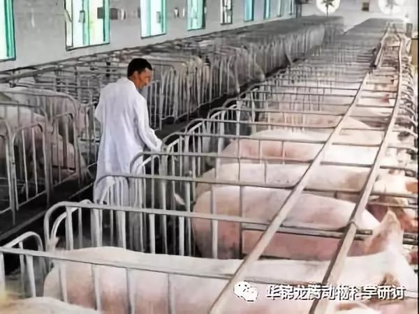 全球关注下的生猪最新疫情，防控与挑战
